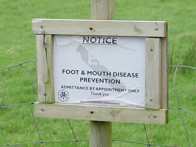 Foot and Mouth